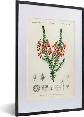 Produktbild von MuchoWow® MuchoWow® Gerahmtes Poster Pflanze - Blume - Botanik 40x60 cm - Poster mit zchwarzem Bilderrahmen - Poster in Rahmen