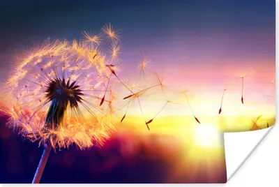 Produktbild von MuchoWow® Poster Löwenzahn - Blumen - Sonnenuntergang - Horizont - Nacht 30x20 cm - Plakate - Print