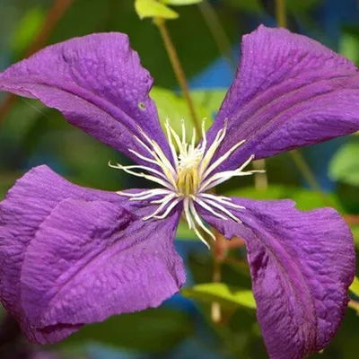 Zdjęcie produktu dla Clematis Jackmanii - Ø15cm - ↕65cm
