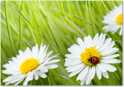 Produktbild von Tulup® Glas-Bild - 100 x 70 - Wandbild aus Glas - Wandkunst - Wandbild hinter gehärtetem Sicherheitsglas - Blumen & Pflanzen - Gänseblümchen - Grün