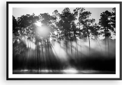 Produktbild von Gerahmtes Poster - Schwarzer Rahmen - Wald Kiefer Sonne - 91,5x61 cm - Wand Bild - Wanddeko - Wandbilder - Kunstposter - Wandposter - Bilderrahmen - Bilder - Kunstdruck - P2BAA91x61-4829