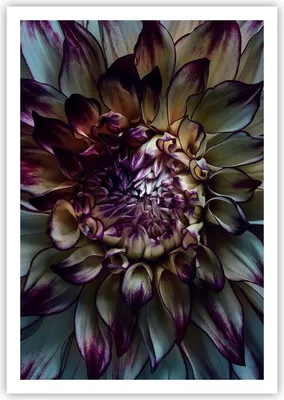 Produktbild von Poster - Poster ohne Rahmen - Blätter Agave Blume - 70x100 cm - Wand Bild - Wanddeko - Wandbilder - Kunstposter - Wandposter - Bilder - Kunstdruck - Wanddekoration - Wandbild - P2XPA70x100-5122