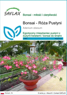 Zdjęcie produktu dla SAFLAX - Bonsai - Róża Pustyni - 8 Nasiona - Adenium obesum