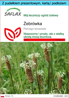 Zdjęcie produktu dla SAFLAX - Zestaw prezentowy - Żebrówka - 100 Nasiona - Z pudełkiem upominkowym, etykietą wysyłkową, kartą podarunkową i podłożem uprawowym - Plantago lanceolata