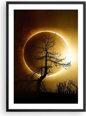 Produktbild von Gerahmtes Poster - Schwarzer Rahmen - Sonnenfinsternis die Sonne Baum - 50x70 cm - Wand Bild - Wanddeko - Wandbilder - Wandposter - Bilderrahmen - Bilder - Kunstdruck - Wandbild - P2BPA50x70-4349
