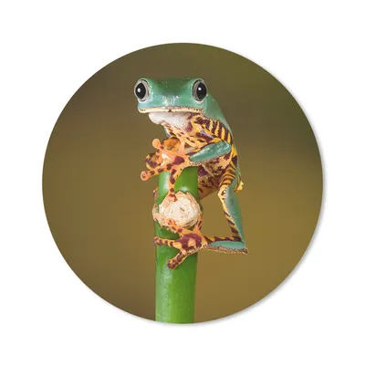 Produktbild von MuchoWow® Mauspad Mousepad Frosch auf grüner Pflanze, Nahaufnahme 40x40 cm - Mousepads - Maus Mat - Pad - Mausunterlage - Schreibtisch Accessoires