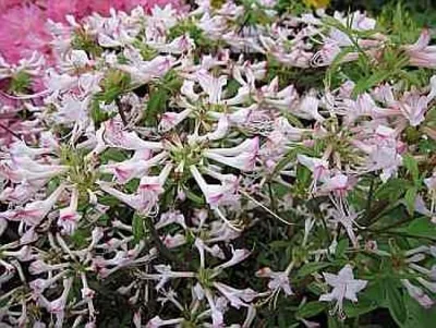 Produktbild von Rhododendron periclymenoides - rosa Azalee 25-30cm