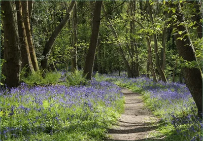 Produktbild von Wallario Fototapete Vliestapete, seidenmatte Oberfläche, einfache Verarbeitung, Größe 200 x 140 cm, Motiv Wiese voller blauer Hasenglöckchen im Wald
