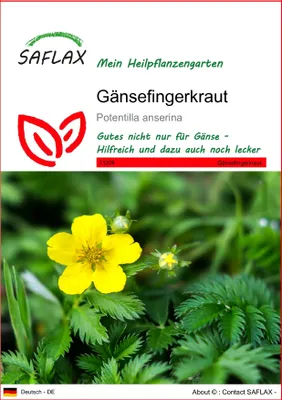 Produktbild von SAFLAX - Gänsefingerkraut - Potentilla anserina - 20 Samen
