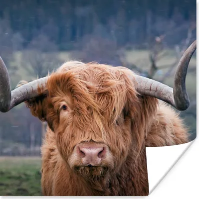 Produktbild von MuchoWow® Poster Schottischer Highlander - Hörner - Berg 75x75 cm - Wand Dekoration