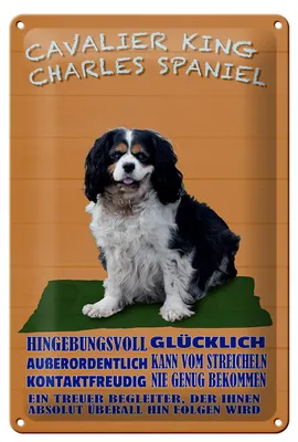 Produktbild von Blechschild Hund 20x30cm Cavalier King Charles Spaniel orange