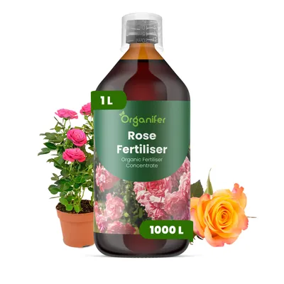 Obrázok produktu pre Tekuté hnojivo na ruže, 1 liter – vzorec NPK 3-4-3 – Vhodné pre ruže – Podporuje bohaté kvitnutie a zdravý rast – Organifer
