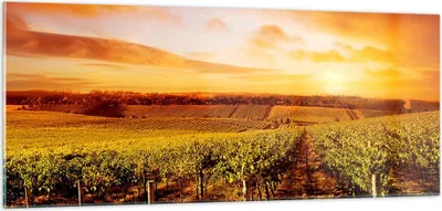 Produktbild von Bilder auf glas - Weinberg Aussicht Landschaft - 100x40cm - Glasbilder - Wandbilder - Kunstdruck - zum Aufhängen bereit - Wanddekoration aus Glas - Glas Bilder - Wandbild auf Glas - GAB100x40-0170
