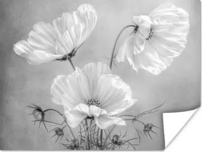 Produktbild von MuchoWow® Poster Stilleben - Blumen - Schwarz und weiß - Mohn - Botanisch 80x60 cm - Kunst für zu Hause
