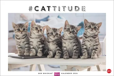 Produktbild von Heye Whiskas Wandkalender 2026 mit Katzenmotiven, 45 x 30 cm, Querformat