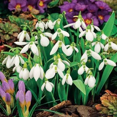 Zdjęcie produktu dla Galanthus Nivalis Śnieżyczka Przebiśnieg 5 szt. Cebulki Cebule Kwiatów