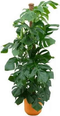 Zdjęcie produktu dla Monstera Pertusum – liść okienny – roślina doniczkowa ok. 150 cm – ø26 cm – wraz z doniczką Jazz w kolorze żółtym – XXL zielona roślina o dekoracyjnych liściach do salonu i biura