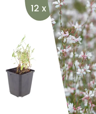 Image de Plants by Frank | 12 Plantes de gaura | Gaura lindheimeri | Plantes vivaces rustiques | Vivaces | Plantes de jardin