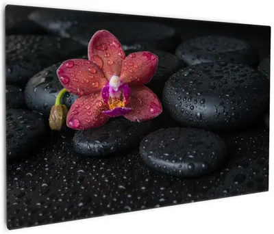 Produktbild von Wallario Premium Leinwandbild Orchideen-Blüte auf schwarzen Steinen, benetzt mit Wasser-Tropfen in Größe 60 x 90 cm