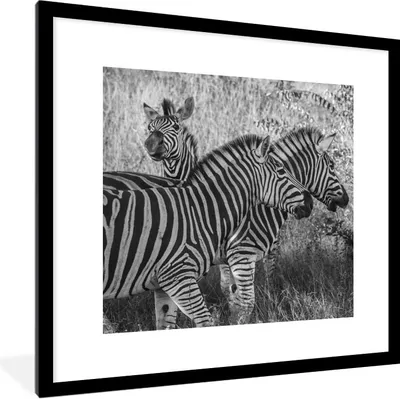 Produktbild von MuchoWow® Gerahmtes Poster Drei grasende Zebras 40x40 cm - Poster mit Schwarzem Bilderrahmen Wandposter Rahmen Foto Bilder - Poster - Plakat im Rahmen