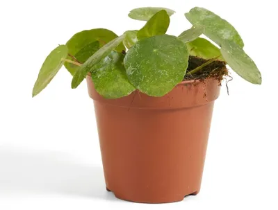 Produktbild von Pilea Peperomioides Sugar, Ufopflanze, 10-20 cm, Topf 12 cm, KI-generiertes Bild
