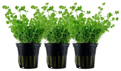 Produktbild von Aquarium Pflanze 3 Stück Micranthemum umbrosum AquaOne Nr.348 Wasserpflanze