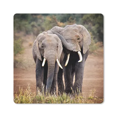 Produktbild von MuchoWow® Mauspad Mousepad Elefant - Tiere - Bäume - Natur 20x20 cm - Mousepads - Maus Mat - Pad - Mausunterlage - Desk Mat - Bureauartikeln