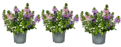 Produktbild von Fächerblume Scaevola aemula Trio 3er Set