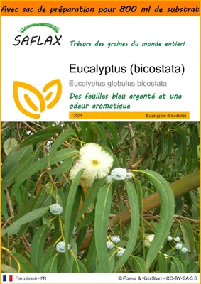 Image de SAFLAX Garden in the bag - Eucalyptus (bicostata) - 100 graines - Eucalyptus