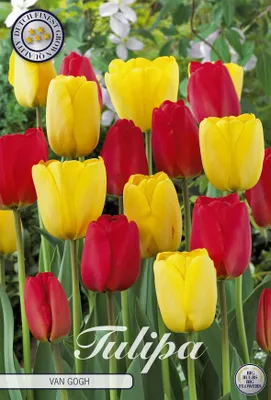 Artikelbild 2 von 'Tulpe Van Gogh (10 Stück)' aus der Kategorie Tulpenzwiebeln