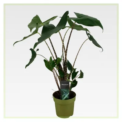 Produktbild von Alocasia Zebrina 'Siberian Tiger' – Exotische Elefantenohr Zimmerpflanze (ca. 80 cm) | Tropische Grünpflanze mit auffälligem Zebramuster | Luftreinigend und dekorativ für Zuhause und Büro