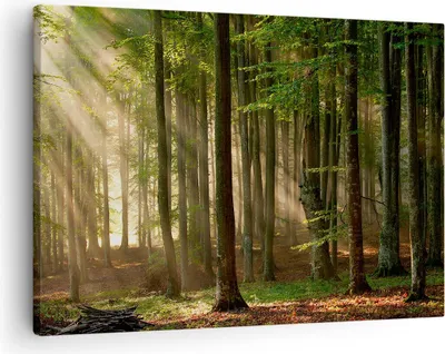Produktbild von Bild auf Leinwand - Leinwandbild - Wald Baum Natur - 70x50cm - Wand Bild - Wanddeko - Wandbilder - Leinwanddruck - Bilder - Kunstdruck - Wanddekoration - Leinwand bilder - Wandkunst - AA70x50-3628