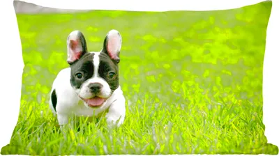 Produktbild von MuchoWow® Zierkissen Sofakissen Wohnzimmer Dekokissen 50x30 cm Französische Bulldogge - Welpe - Gras - Wohnzimmerdekoration - Polster mit Photo