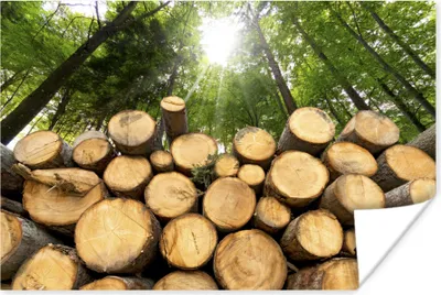 Produktbild von MuchoWow® Poster Bäume - Holz - Wald 120x80 cm - Bilder