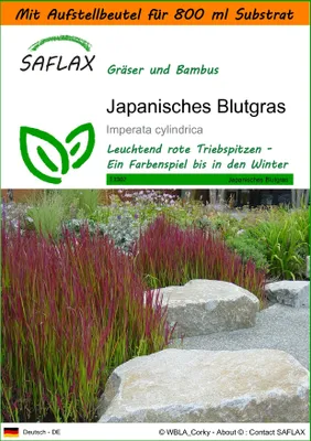 Produktbild von SAFLAX Garden in the bag - Japanisches Blutgras - Imperata cylindrica - 50 Samen - Mit Anzuchtsubstrat im praktischen, selbst aufstellenden Beutel