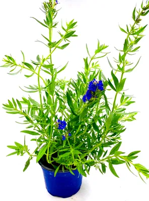 Produktbild von Ysop-Pflanze Hyssopus-officinalis