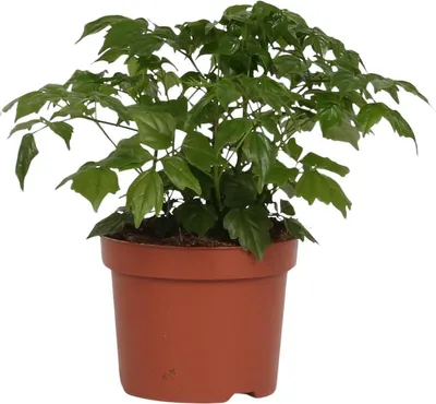 Image de Fougère Radermachera Sinica - Plante d'intérieur - Ø12cm - Ø27cm - Plante verte