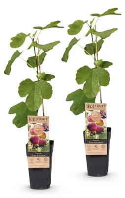 Produktbild von Green boutiQ - Obstbaum - Ficus carica Rouge de Bordeaux - Feigenbaum - Winterhart - Lila Frucht - 2 Pflanzen - Topf 15cm - Höhe 50cm