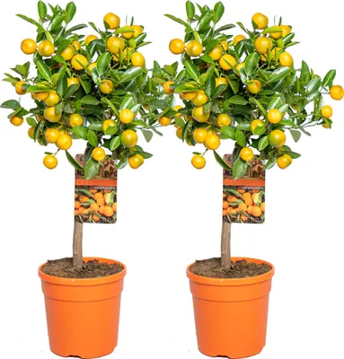 Produktbild von Bloomique - 2er-Set - Citrus Calamondin - Zimmerorange - Zitrusbaum - Obstbaum - Gartenpflanzen - 50-70 cm Hoch - Topf 19 cm