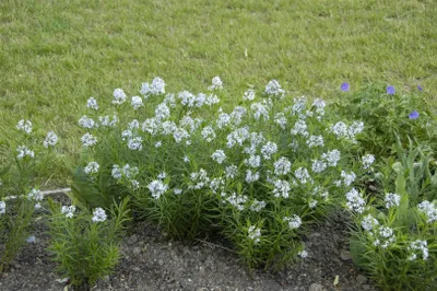 Produktbild von Amsonia hubrichtii, Blaustern, ca. 9x9 cm Topf, zartblau
