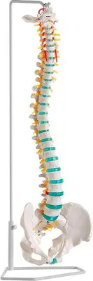 A model of a human spine with a pelvis attached, displayed on a stand.