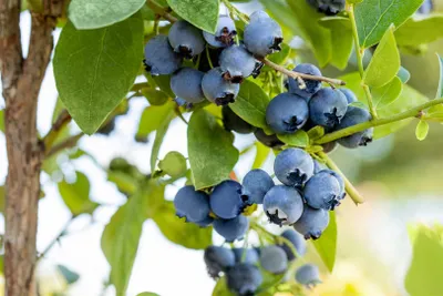 Produktbild von Vaccinium corymbosum 'Bluejay', Heidelbeere, 40–60 cm, ertragreich