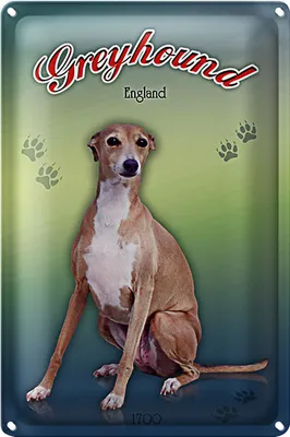 Produktbild von Blechschild Hund 18x12cm Greyhound England