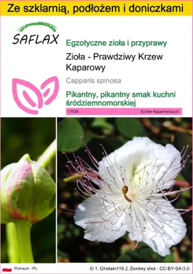Zdjęcie produktu dla SAFLAX - Zestaw do uprawy - Zioła - Prawdziwy Krzew Kaparowy - 25 Nasiona - Z mini szklarnią, podłożem uprawowym i 2 doniczkami - Capparis spinosa