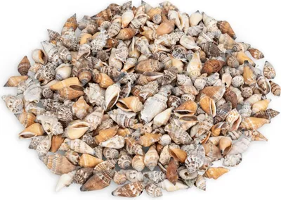 Produktbild von Canarium urceus, verpack 0,5 kg, Größe ca. 2-6cm, ca. 250 Stück | Strombus-Schneckenhäuser