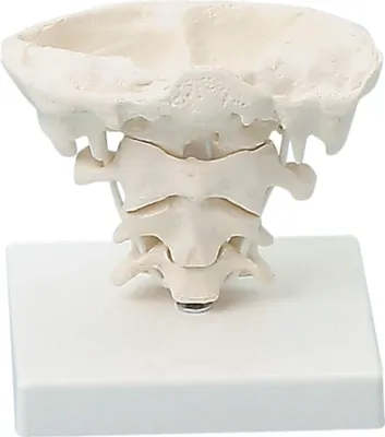 Image de Erler-Zimmer Articulations de tête modèle grandeur nature avec trépied