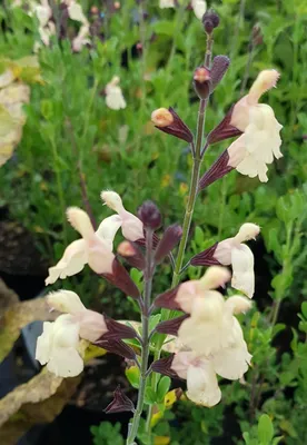 Image de Salvia x jamensis 'Melen'® / Sauge arbustive jaune crème