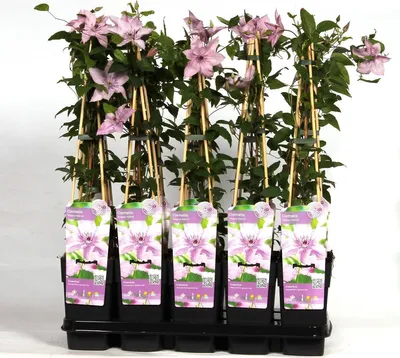 Zdjęcie produktu dla Clematis Hagley Hybrid - Ø15cm - ↕65cm