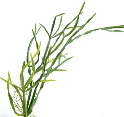 Produktbild von GASPER Kakteen - Rhipsalisranke 63 cm - Kunstblumen