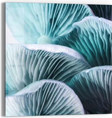 Produktbild von DEQORI Glasbild Echtglas 50x50 cm 'Leuchtende Pilzlamellen' Wandbild Bild modern Deko